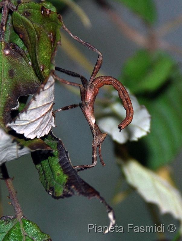 Extatosoma tiaratum 04.JPG